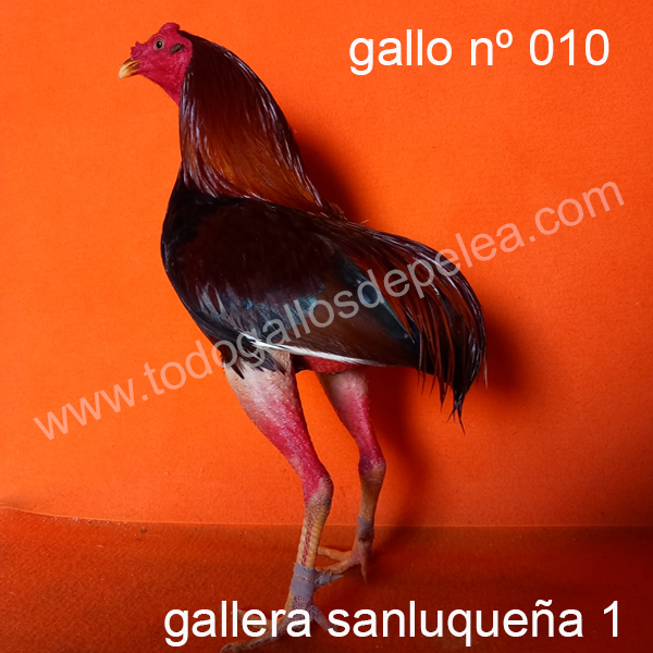 gallo combatiente español