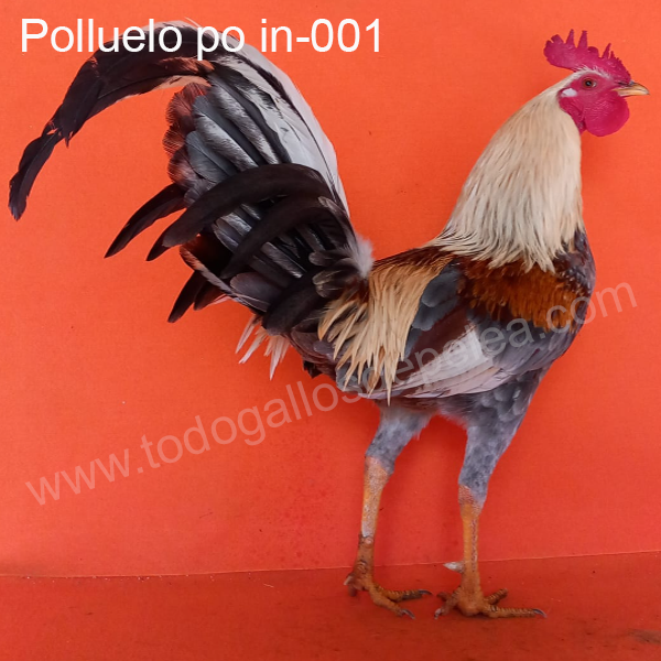 gallos de pelea polluelos de pelea po in-001