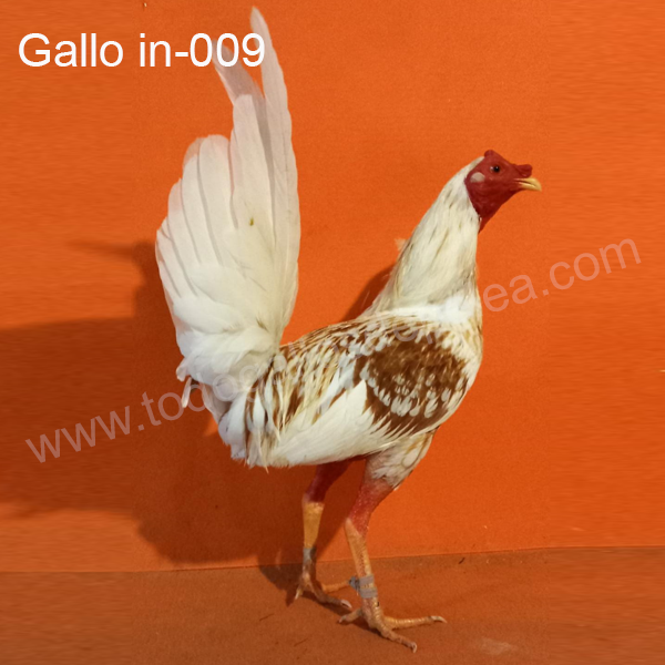 gallos finos de pelea gallos españoles gallo probado