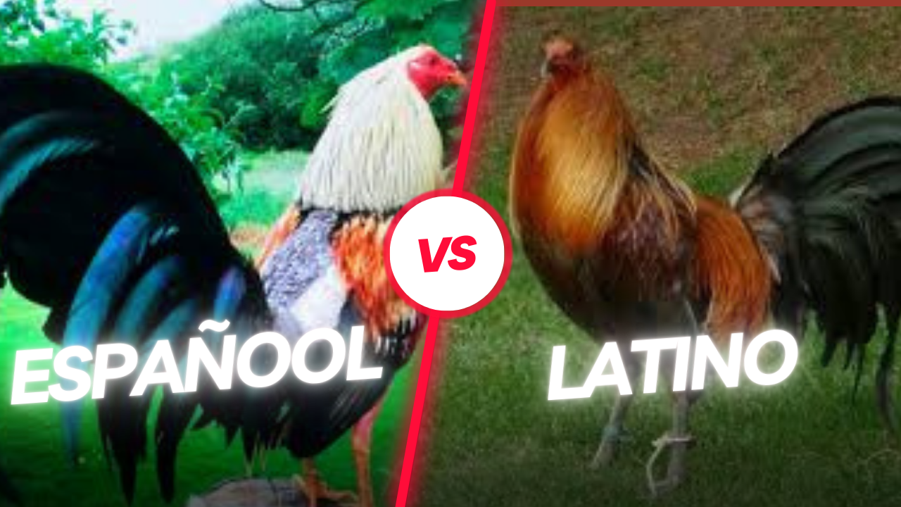 Gallo combatiente español VS gallo latino